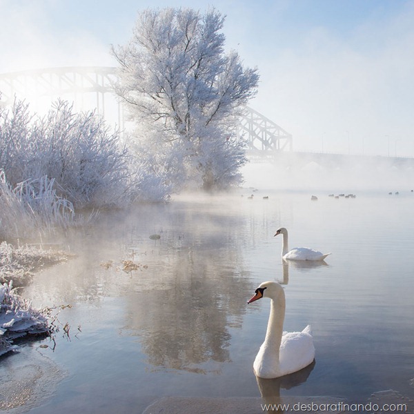 Icy Swan Lake