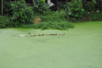 pinoyecofarm penalosa farms_0025.JPG