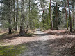 Sand path through managed conifer forest
