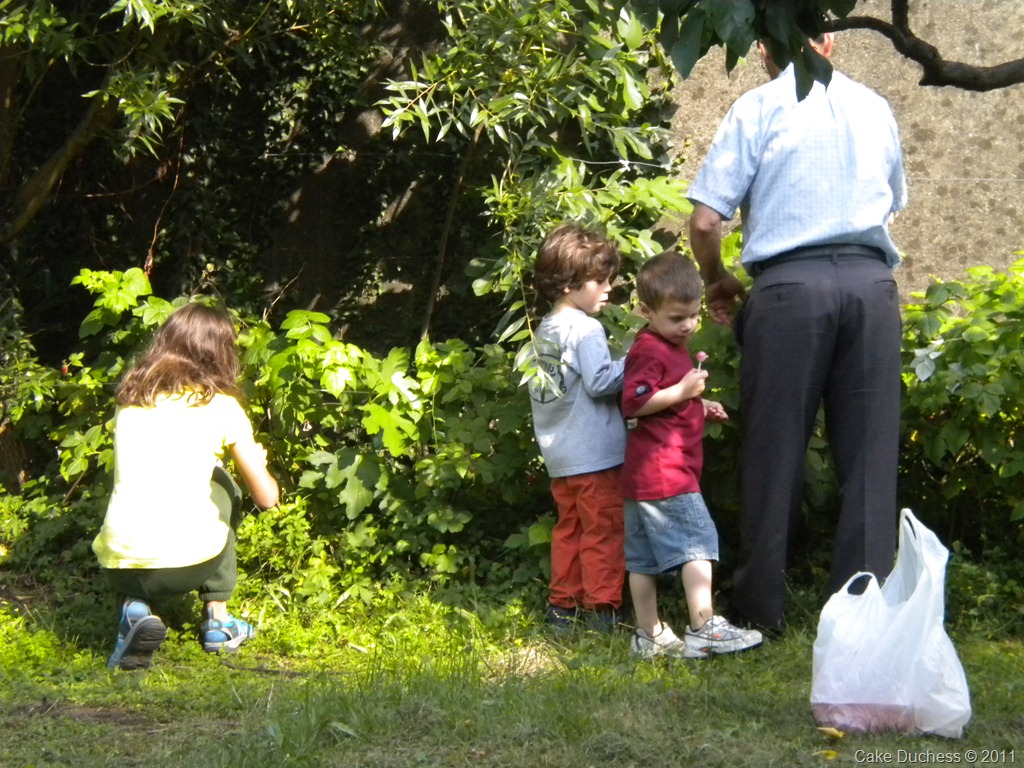 [DSCN1560%255B1%255D.jpg&description=Raspberry Picking with I Nonni')]