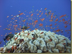 Antheas above coral