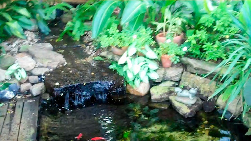 Backyard waterfall with koi