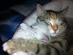 Millie was so glad when the people who adopted one of her kittens decided to adopt her too!!