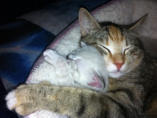 Millie was so glad when the people who adopted one of her kittens decided to adopt her too!!