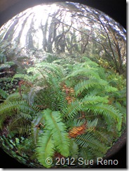 SueReno_SanBruno_Ferns SueReno_SanBruno_Ferns