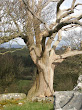 Magic Tree