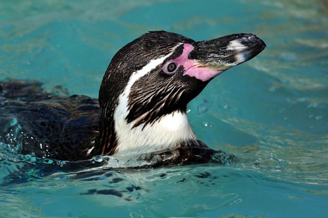 [1st%2520-%2520Turner%2520Joe%2520-%2520Penguin%2520Swimming%2520%2528resized%2529%2520%25202011%255B5%255D.jpg]