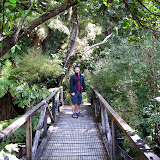 South Island - Milford Sound - Rainforest