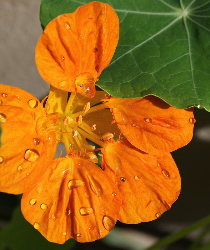 [120325_Tropaeolum-majus_03%255B3%255D.jpg]