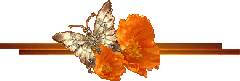 barrabutterflymarrom barrabutterflymarrom