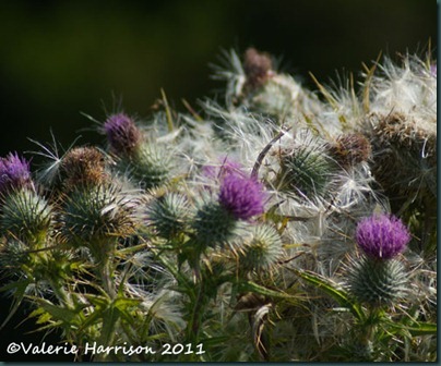 6-thistles