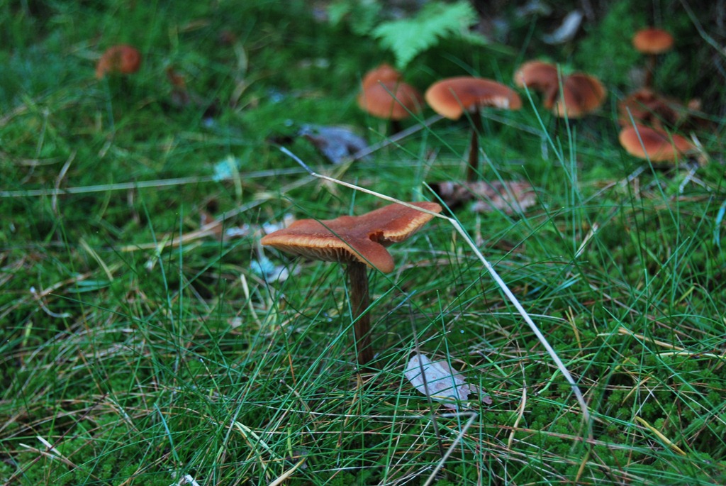 [Tur%2520i%2520skogen%2520sept%252011%2520096%255B4%255D.jpg]