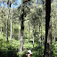 Gill in the pine forest between Kelimati and Ranukumbolo