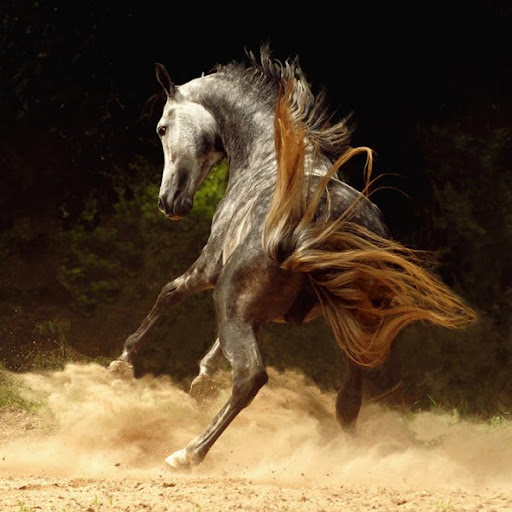 Arabian Wojtek Kwiatkowski Horse Photography
