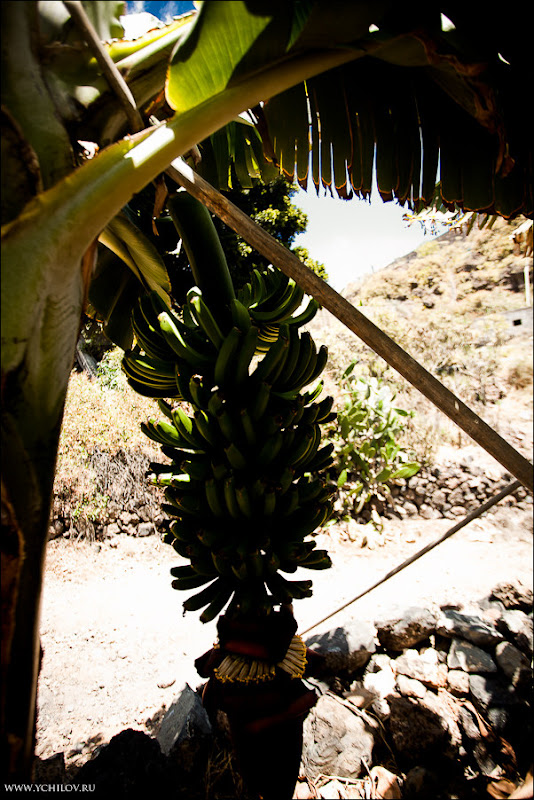 015 www.ychilov.ru foto tenerife.jpg