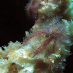 Hairy squat lobster (Cabilao)