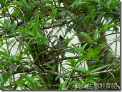 多樣的生物族群(冠羽畫眉) 多樣的生物族群(冠羽畫眉)