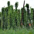 Hops. The red you can see in the background is a stack of beer crates DSC_6343-2.jpg