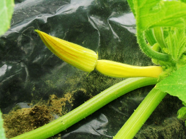 [garden9%255B3%255D.jpg]