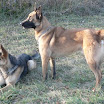 Dusty et Diégo