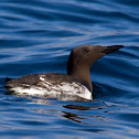 Common Murre