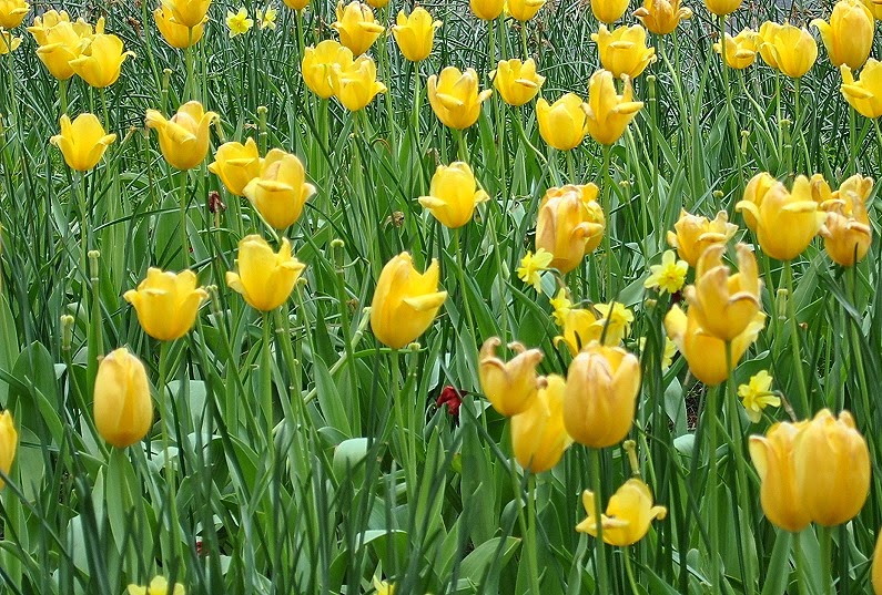 [7h---Tulips4.jpg]