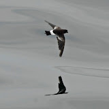 Wilson's storm petrel