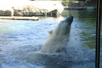Polar bear, San Diego Zoo