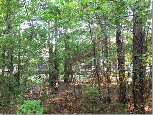 our house behind the trees