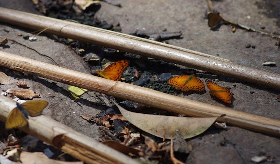 À gauche : Sevenia amulia CRAMER, 1777. Au centre : Phalanta eurytis DOUBLEDAY, 1847. Ebogo (Cameroun), 8 avril 2012. Photo : J.-M. Gayman
