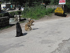 Path to Old Manali