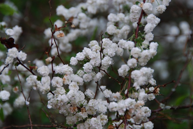 [DSC_0333%255B2%255D.jpg]