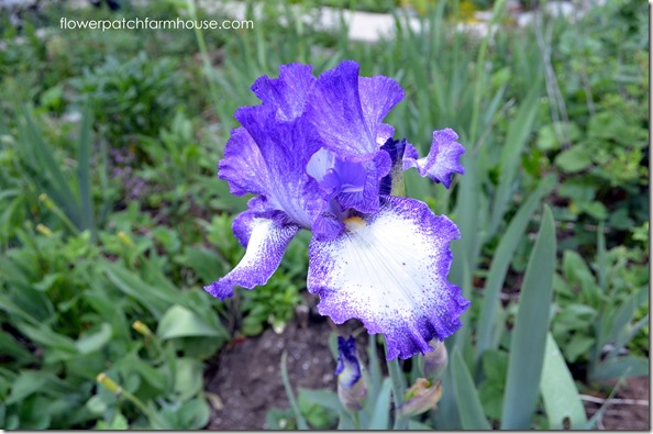 purple speckled iris