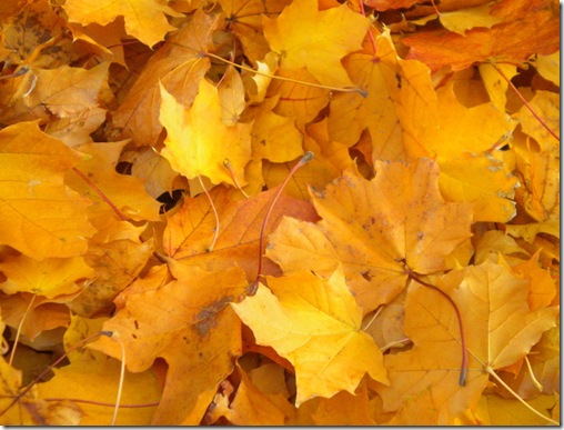 fall_leaf_stock_by_minotaur_queen-d32m8wx fall_leaf_stock_by_minotaur_queen-d32m8wx