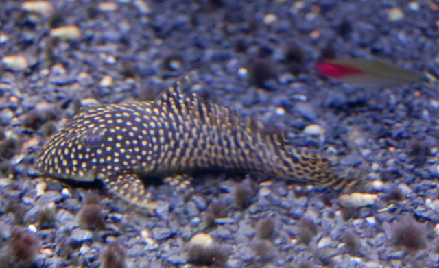 [aquarium9%255B2%255D.jpg]