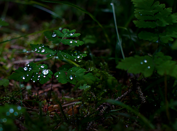 [DSC_0032%255B3%255D.png]