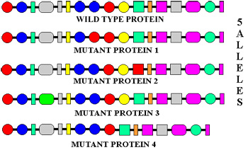 Alleles .jpg
