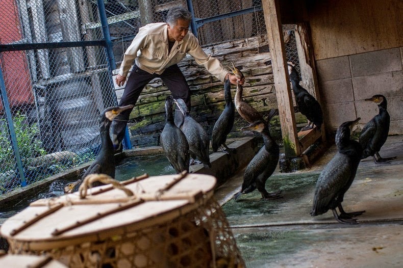 cormorant-fishing-15