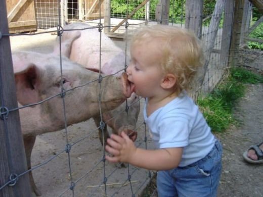 [schwein%255B2%255D.jpg]