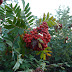 2011.08.18.-19. - Spodnje bohinjske gore