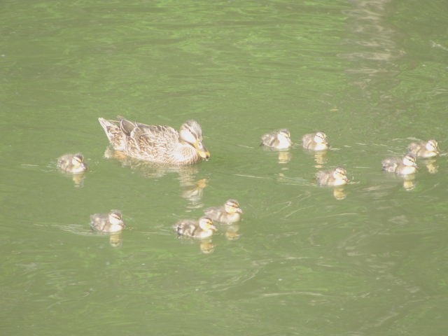 [Florida%2520vacation%25203.12%2520baby%2520ducks%2520swimming%2520with%2520mother%255B3%255D.jpg]