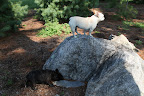 There she is up on that rock.