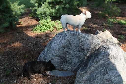There she is up on that rock.