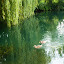 Canards