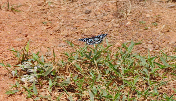 Tirumala petiverana DOUBLEDAY, (1847). Piste d'Ebogo (Cameroun), 9 avril 2012. Photo : J.-M. Gayman
