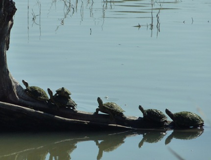 Turtles