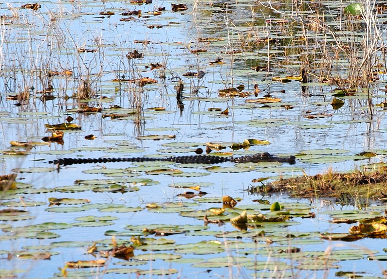 [Alligator-in-pond6.jpg]