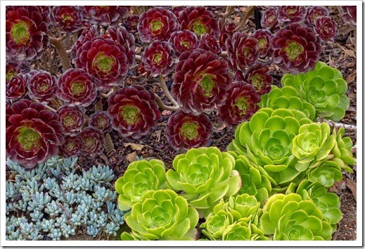 120928_SucculentGardens_aeoniums-at-[1]