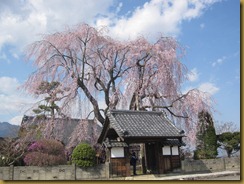 増泉寺の天蓋桜