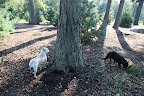 Franny, did you know that this tree is Carya ovata, or more commonly called the shagbark hickory?  Shagbarks can live for about 200 to 300 years....and that's a long time!